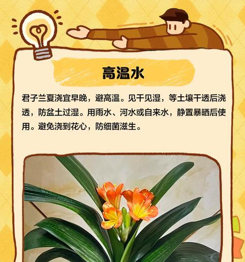 君子兰被热水浇过后应该怎么办？
