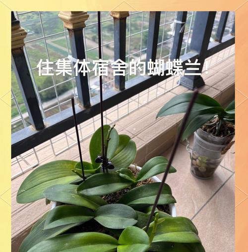 蝴蝶兰盆景栽种与养护方法？