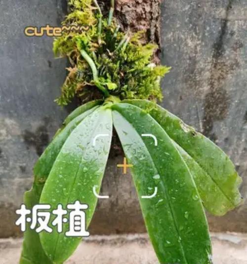 蝴蝶兰盆景栽种与养护方法？
