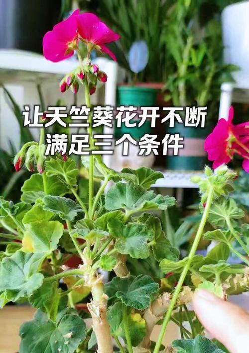 天竺葵老品种的养护和管理方法有哪些？