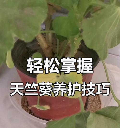 天竺葵老品种的养护和管理方法有哪些？