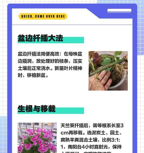 天竺葵水浇多后如何正确换土？