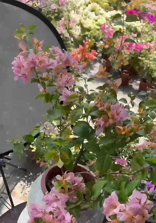 天竺葵水浇多后如何正确换土？