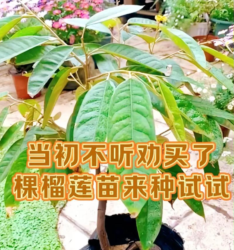 夏季适合播种哪些树苗？播种技巧是什么？