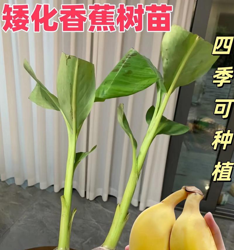 夏季适合播种哪些树苗？播种技巧是什么？