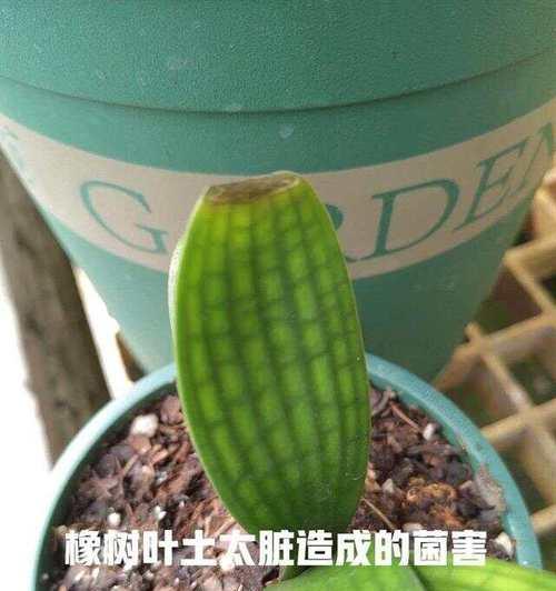 君子兰晒伤后如何处理发黑问题？