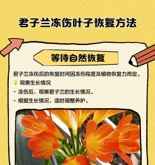 君子兰晒伤后如何处理发黑问题？