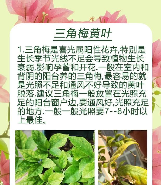 北方三角梅落叶的原因是什么？