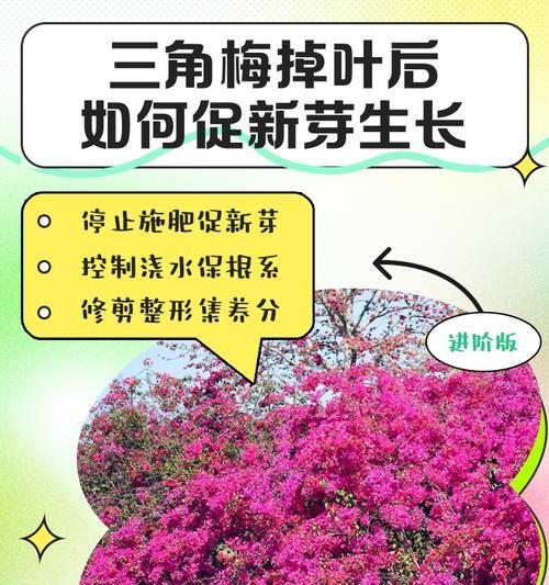 北方三角梅落叶的原因是什么？