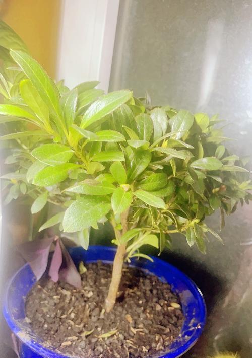 渣土播种适合哪些花卉？