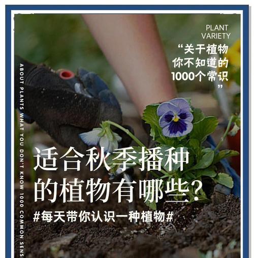 渣土播种适合哪些花卉？