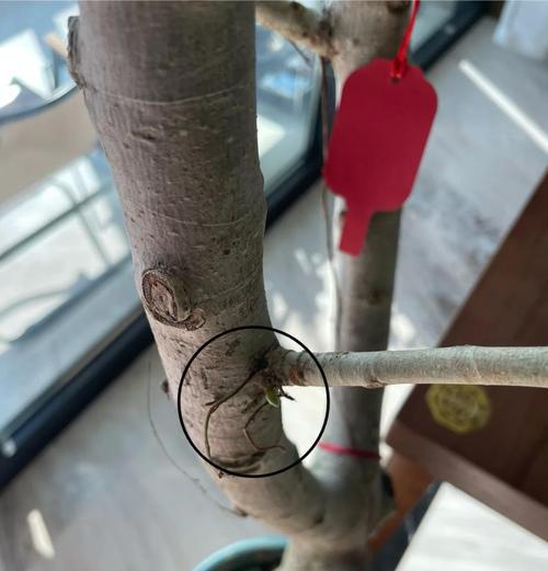 孟加拉榕树叶子黄化怎么办？补救措施有哪些？