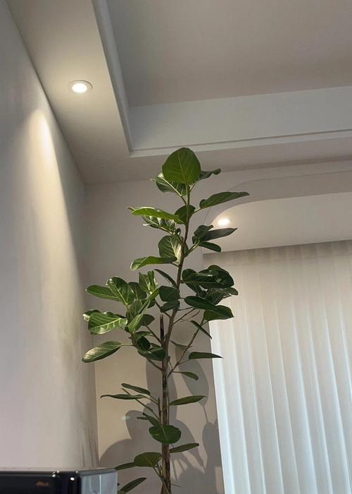 孟加拉榕树叶子黄化怎么办？补救措施有哪些？