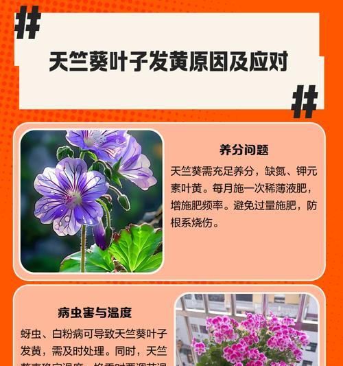 黄花叶天竺葵的养护与浇水技巧是什么？