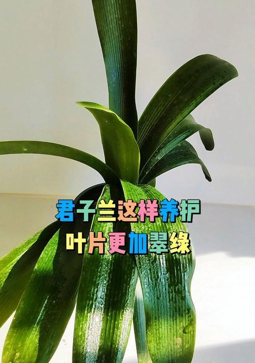 可以代替橡树叶栽君子兰的树叶有哪些？