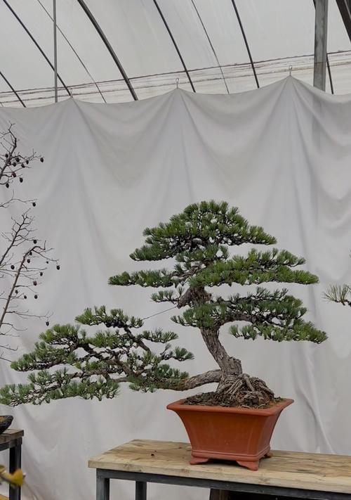 长穗松树盆景怎么养殖？如何保持其健康生长？