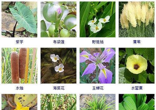 水生植物有哪些种类？如何选择适合家庭的水生植物？