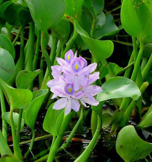 水生植物有哪些种类？如何选择适合家庭的水生植物？