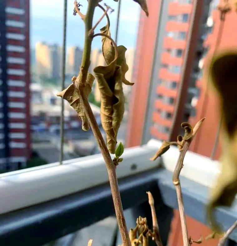 三角梅枯萎后如何修剪？怎样防止再次发生？