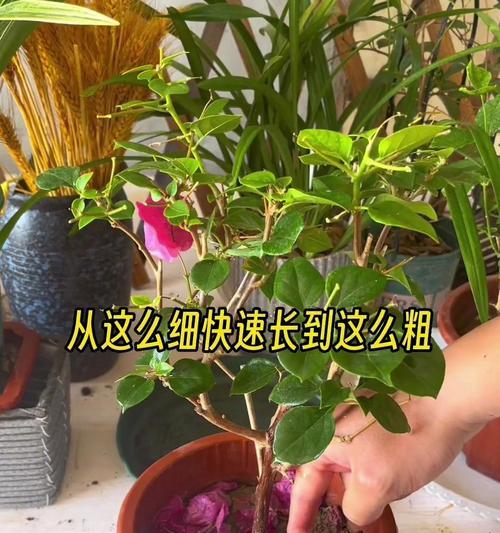 三角梅枯萎后如何修剪？怎样防止再次发生？