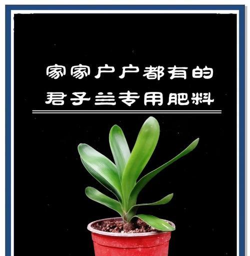 君子兰点粉的正确方法是什么？