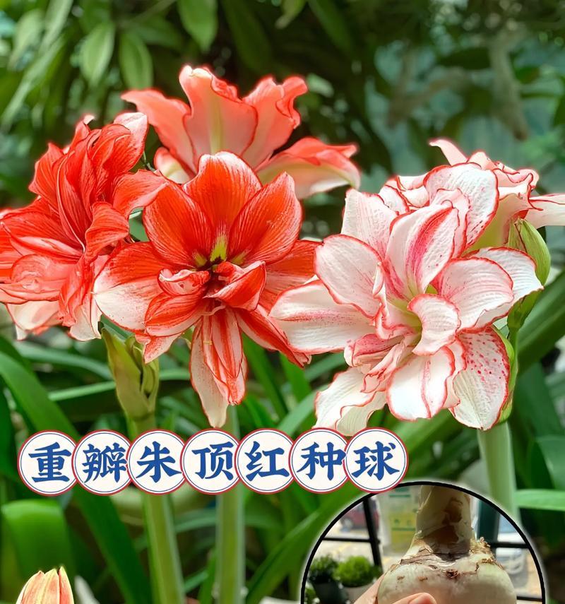 蜘蛛精朱顶红长什么样？如何辨别不同品种？
