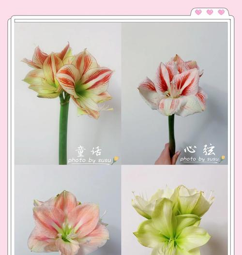 蜘蛛精朱顶红长什么样？如何辨别不同品种？