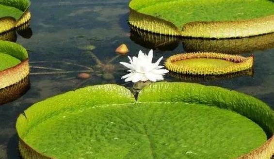哪些水生植物根系不吸氧气？它们的生长特点是什么？