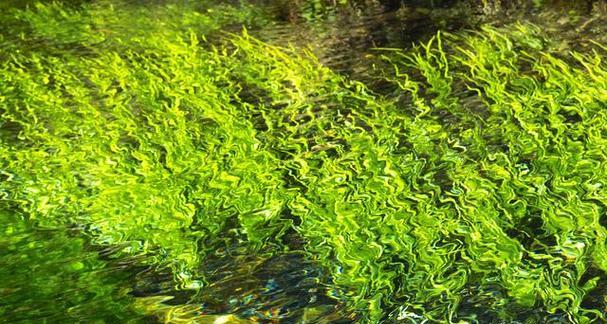 哪些水生植物根系不吸氧气？它们的生长特点是什么？