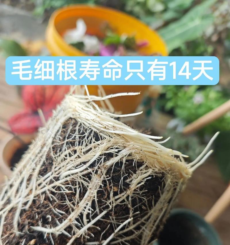 哪些水生植物根系不吸氧气？它们的生长特点是什么？