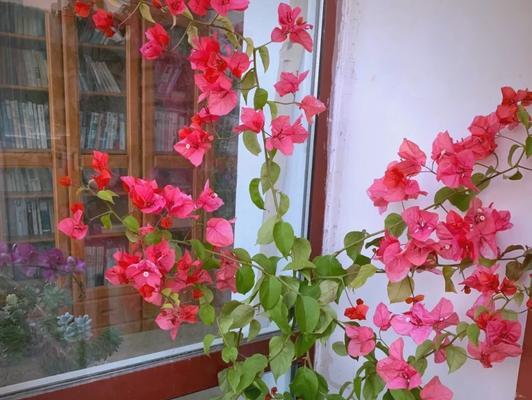 山葵水生植物种类？如何在家中进行养护？