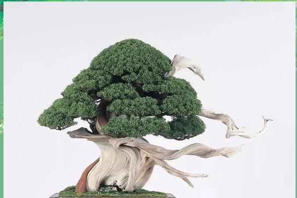 枯萎树桩盆景如何修剪？怎样恢复其生机？