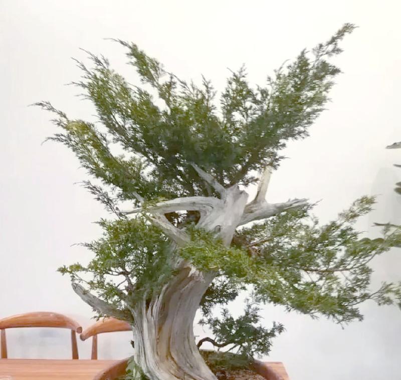 枯萎树桩盆景如何修剪？怎样恢复其生机？