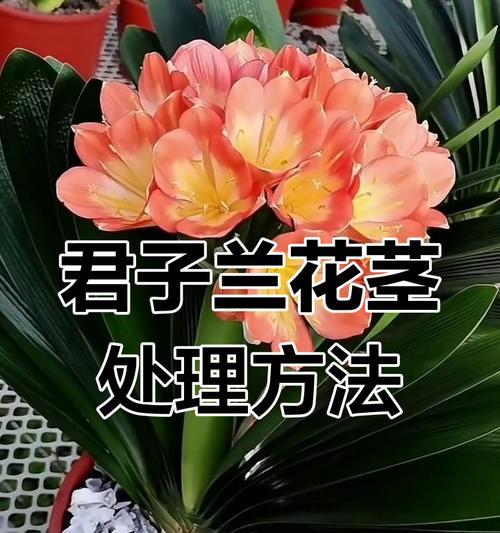 君子兰长了很多怎么处理？君子兰繁殖过度的解决方法是什么？