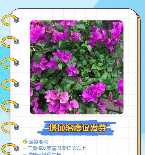 三角梅强笋的造型方法是什么？