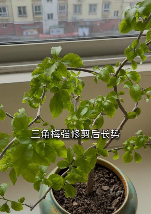 三角梅强笋的造型方法是什么？