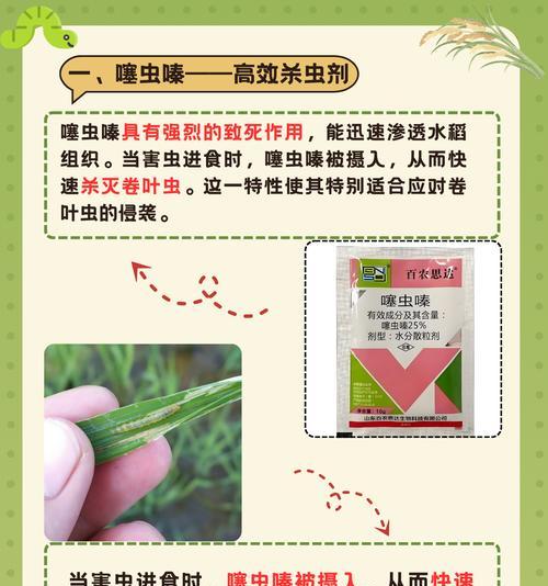 水稻栽培技术中应注意哪些事项？如何提高产量和质量？