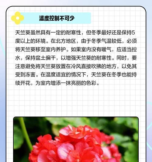 冬天天竺葵脱土了怎么办？如何正确处理？