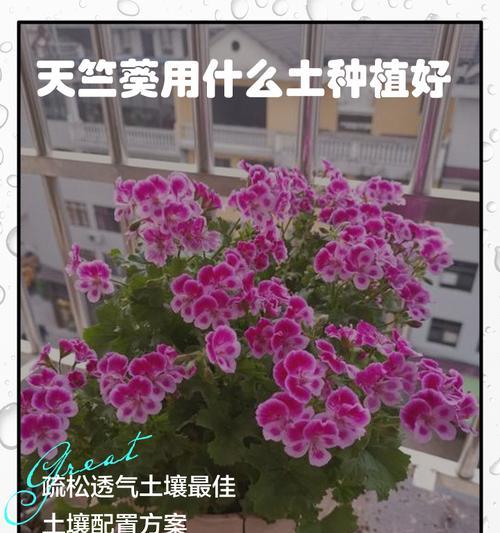 冬天天竺葵脱土了怎么办？如何正确处理？