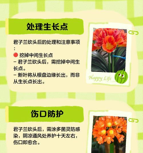 君子兰催苗的有效方法有哪些？