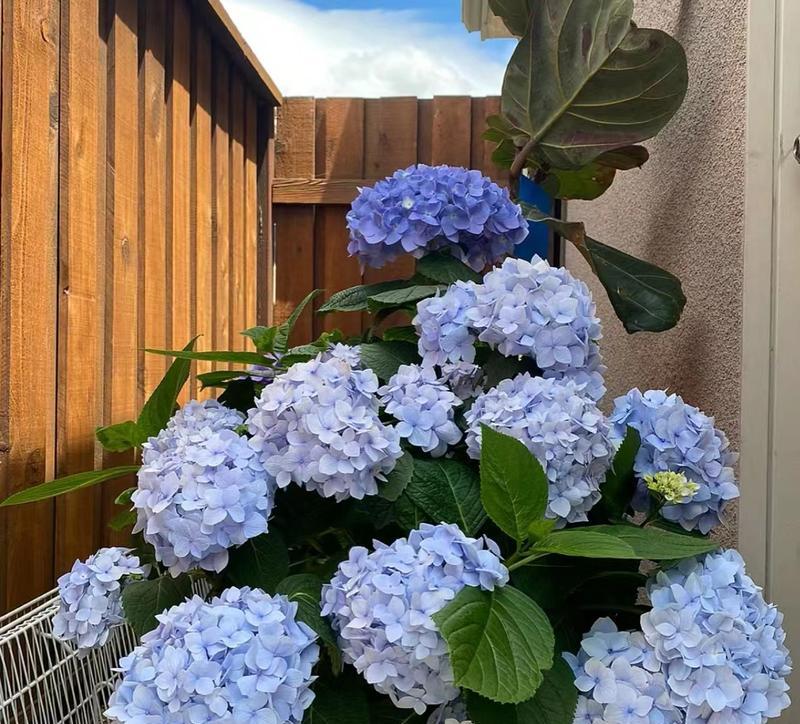 阳台设计适合种植哪些花卉？