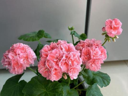 天竺葵怎么养能壮丽呢？如何进行日常管理？