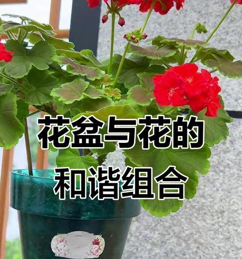 彩叶天竺葵蕉叶的养护技巧是什么？
