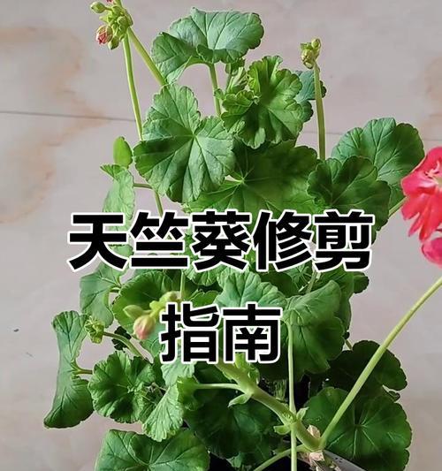 天竺葵新枝修剪技巧是什么？如何正确修剪天竺葵新枝？