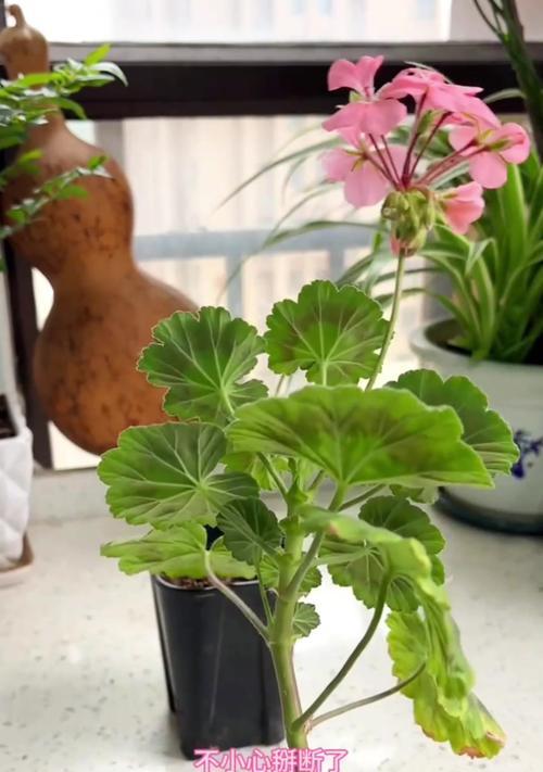天竺葵新枝修剪技巧是什么？如何正确修剪天竺葵新枝？