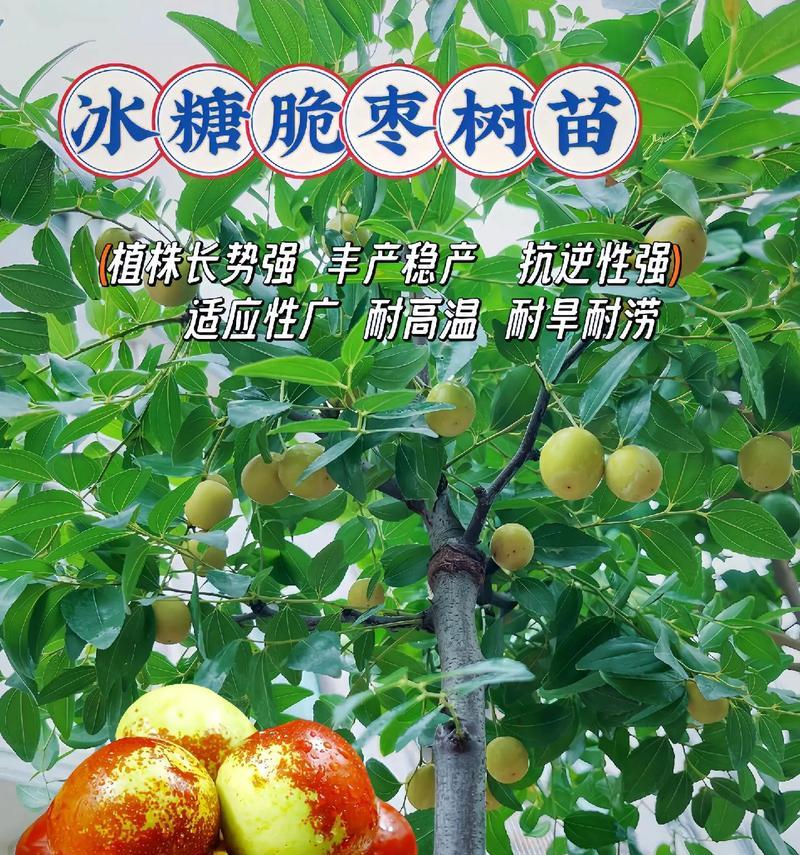 枣树栽培技术要点有哪些？如何提高枣树的产量和质量？