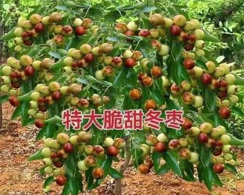 枣树栽培技术要点有哪些？如何提高枣树的产量和质量？