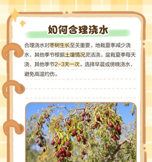枣树栽培技术要点有哪些？如何提高枣树的产量和质量？