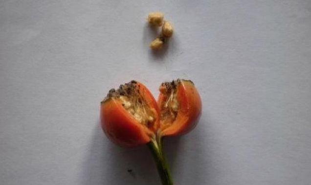 月季喷催芽剂的正确方法是什么？