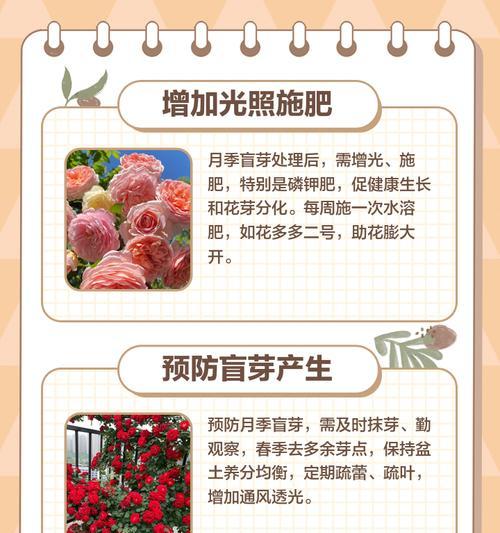 月季喷催芽剂的正确方法是什么？